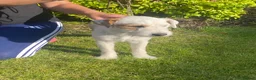 Parson Russell dogs for sale: Quality Parson Russell Adult Male - Advert 2