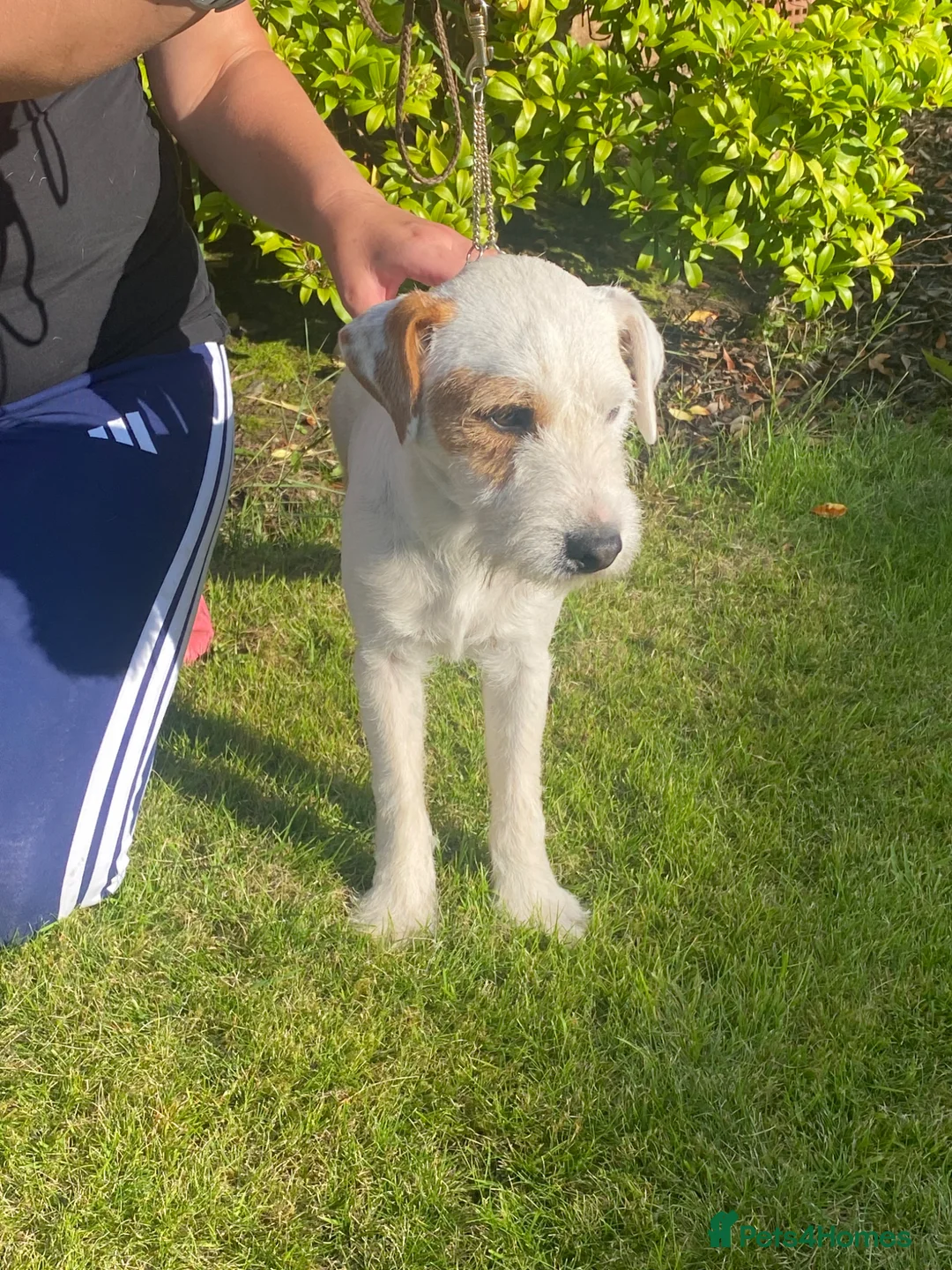 Parson Russell dogs for sale: Quality Parson Russell Adult Male - Advert 2