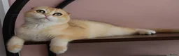 Scottish Fold cats for sale: Champion BL Stunning Scottish kittens  - Advert 5