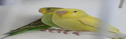 Budgerigars birds for sale: Baby Budgies some Crested  - Advert 1