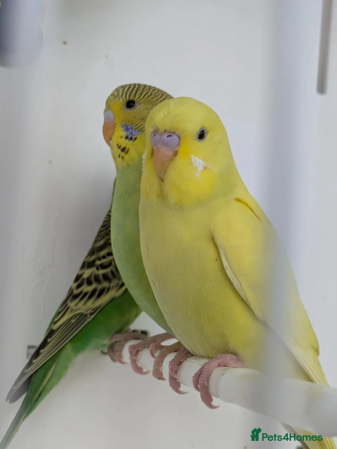 Budgerigars birds for sale: Baby Budgies some Crested  - Advert 1