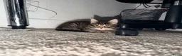 Maine Coon cats for sale: Mainecoon X Bombay X Tabby - Advert 18