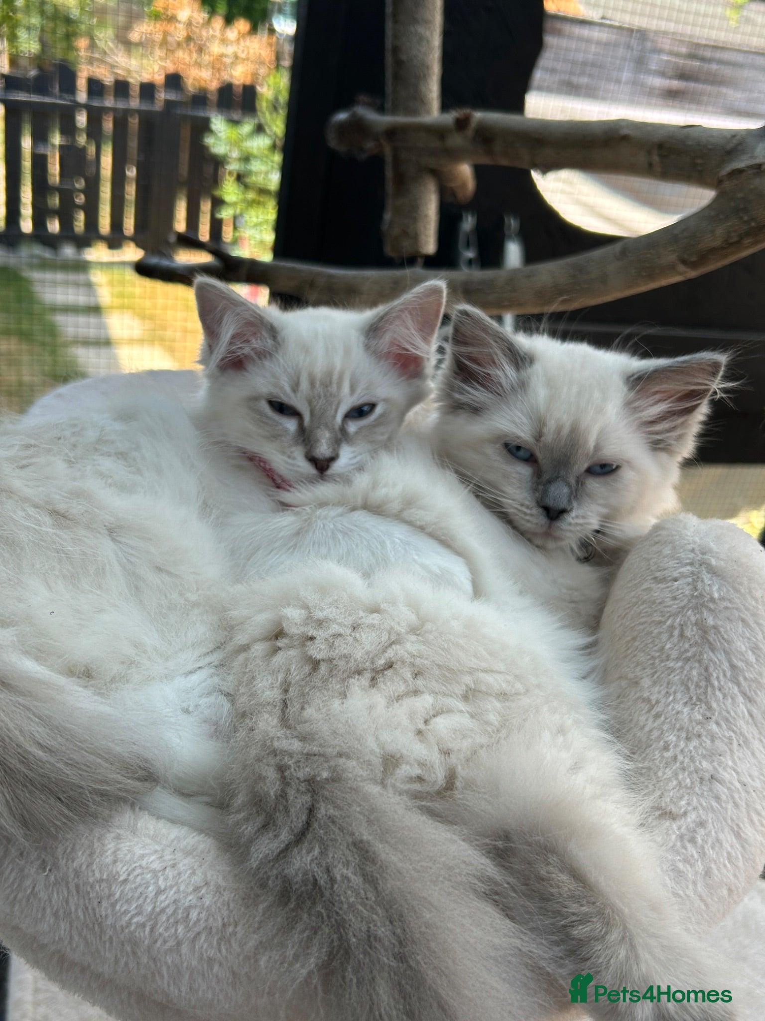 Ragdoll cats Two Blue Point Ragdoll Females  - Advert 9