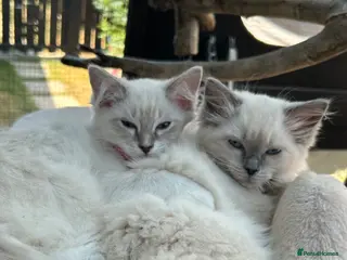Ragdoll cats Two Blue Point Ragdoll Females - Advert 9
