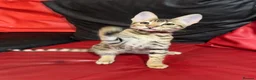 Savannah cats for sale: 2 and 3 months old. Tica Regist. Savannahs - Advert 8