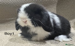 Mini Lop rabbits for sale: 🐰STUNNING MINI LOPS 🐰 ready to reserve!! - Image 1