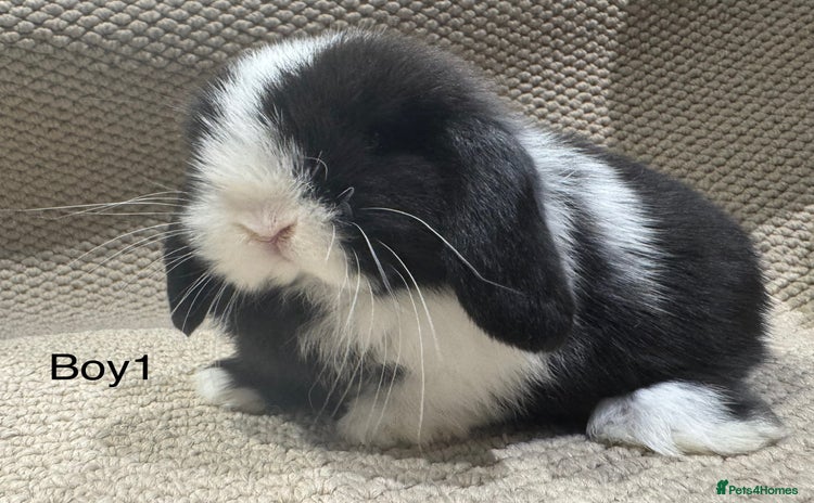 Mini Lop rabbits - Advert 3