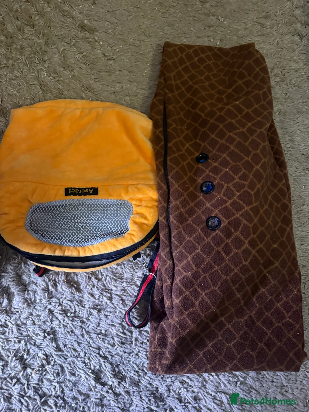 Sugar Glider rodents for sale: 3 female sugar gliders and set up - Advert 23