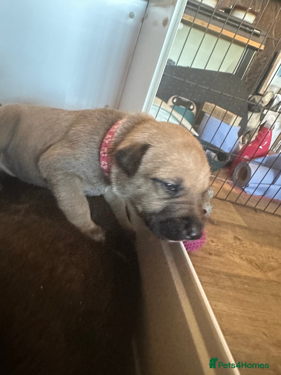 Mixed Breed dogs for sale: Belgian Malinois X Lurcher - Advert 7