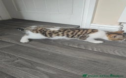 British Shorthair cats for sale: Male British Shorthair - Image 7