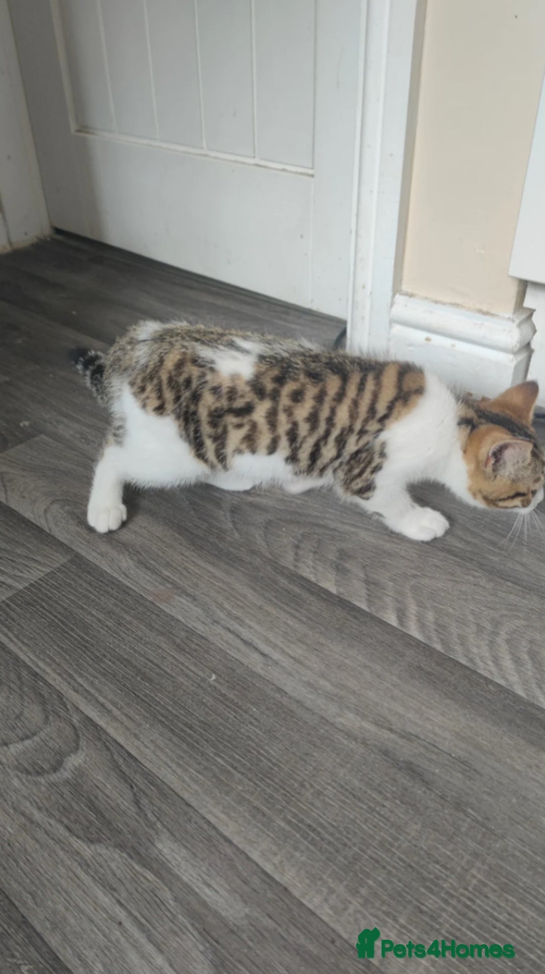 British Shorthair cats for sale: Male British Shorthair - Image 7