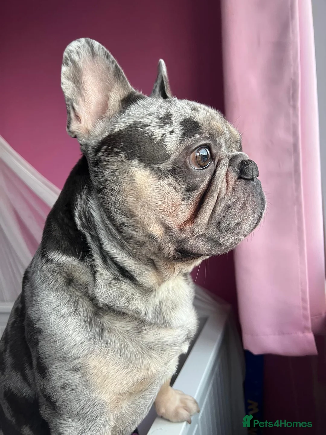 French Bulldog dogs for stud: Stunning blue merle 2year old stud - PROVEN in Lichfield - Advert 18