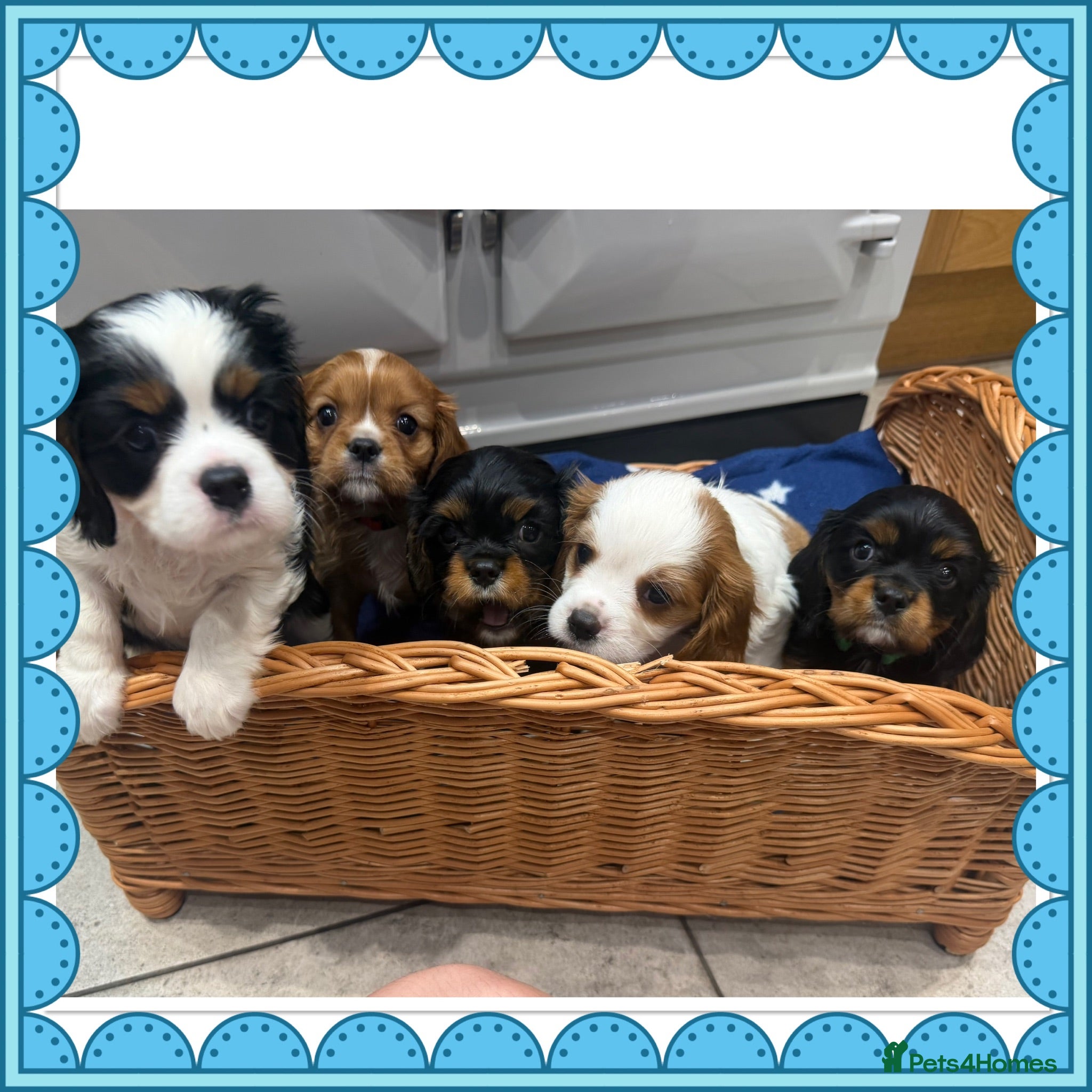 Cavalier King Charles Spaniel dogs King Charles cavalier puppies  - Advert 1