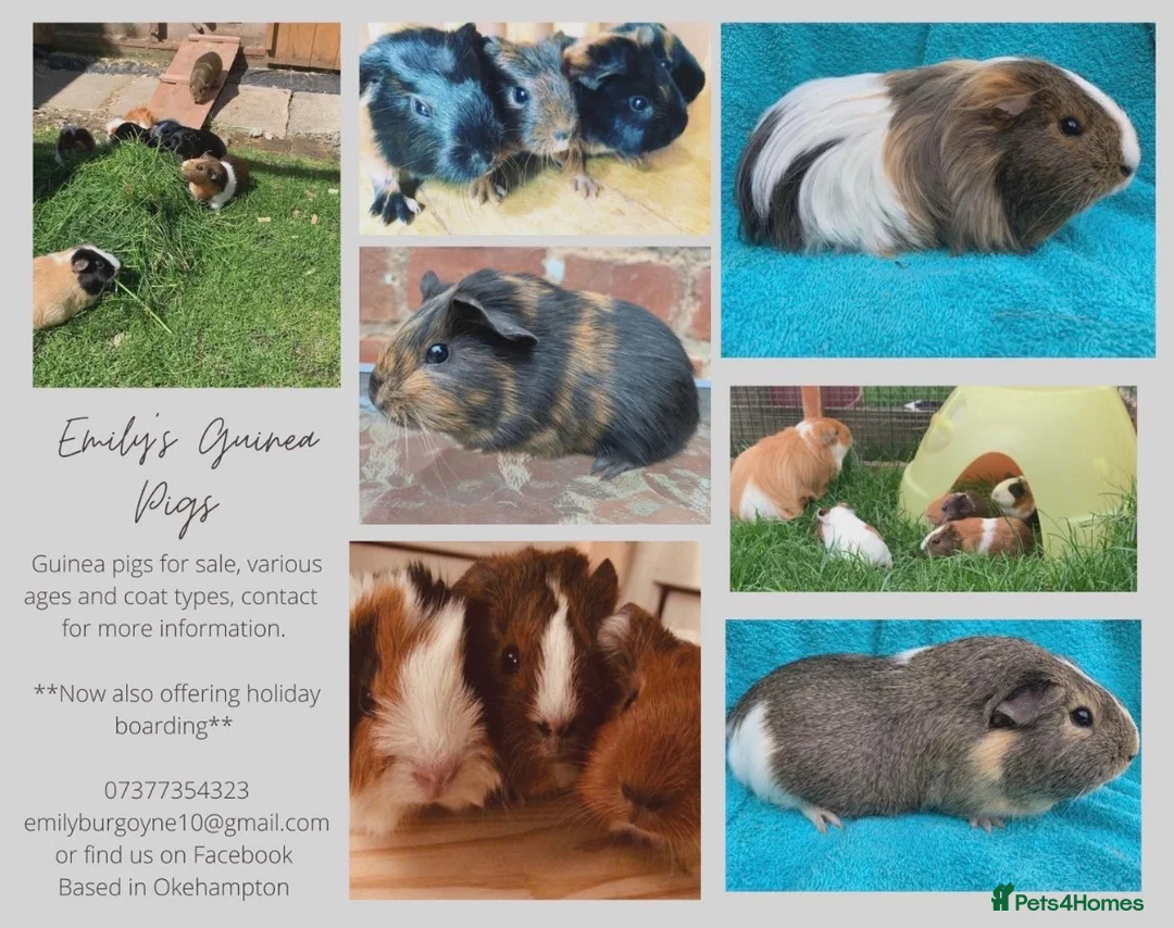 Guinea Pig rodents for sale: Guinea pigs for sale - Advert 2
