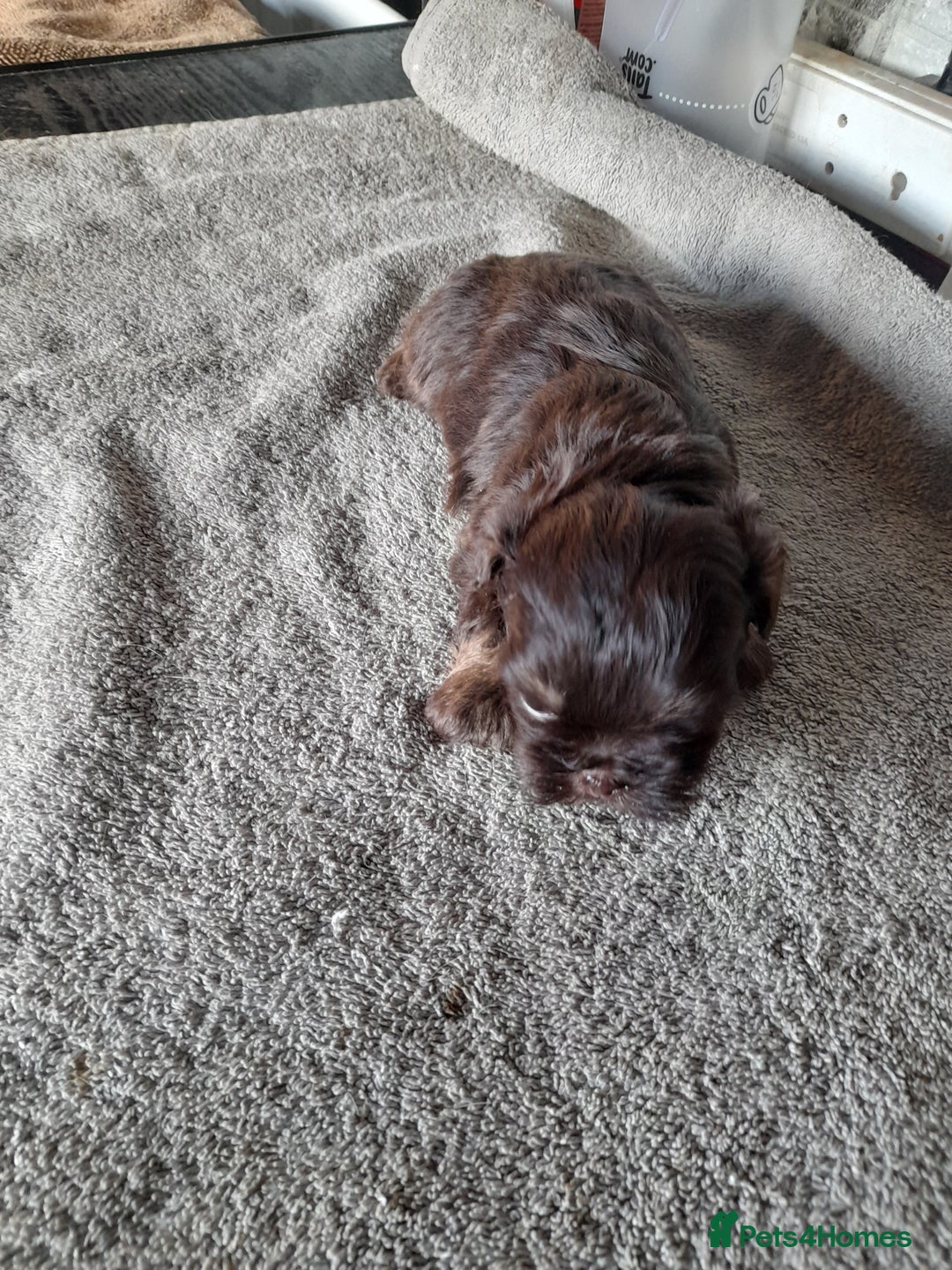 Malshi dogs for sale: Malshi - Advert 21