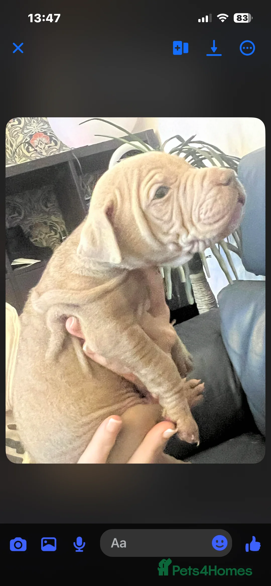 Mixed Breed dogs for sale: Shar pei x pocket bully - Advert 16