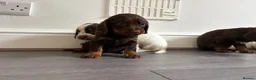 Cocker Spaniel dogs for sale: 🐶💫Traditional Working Cocker pups🐶💫 in Middlewich - Advert 5