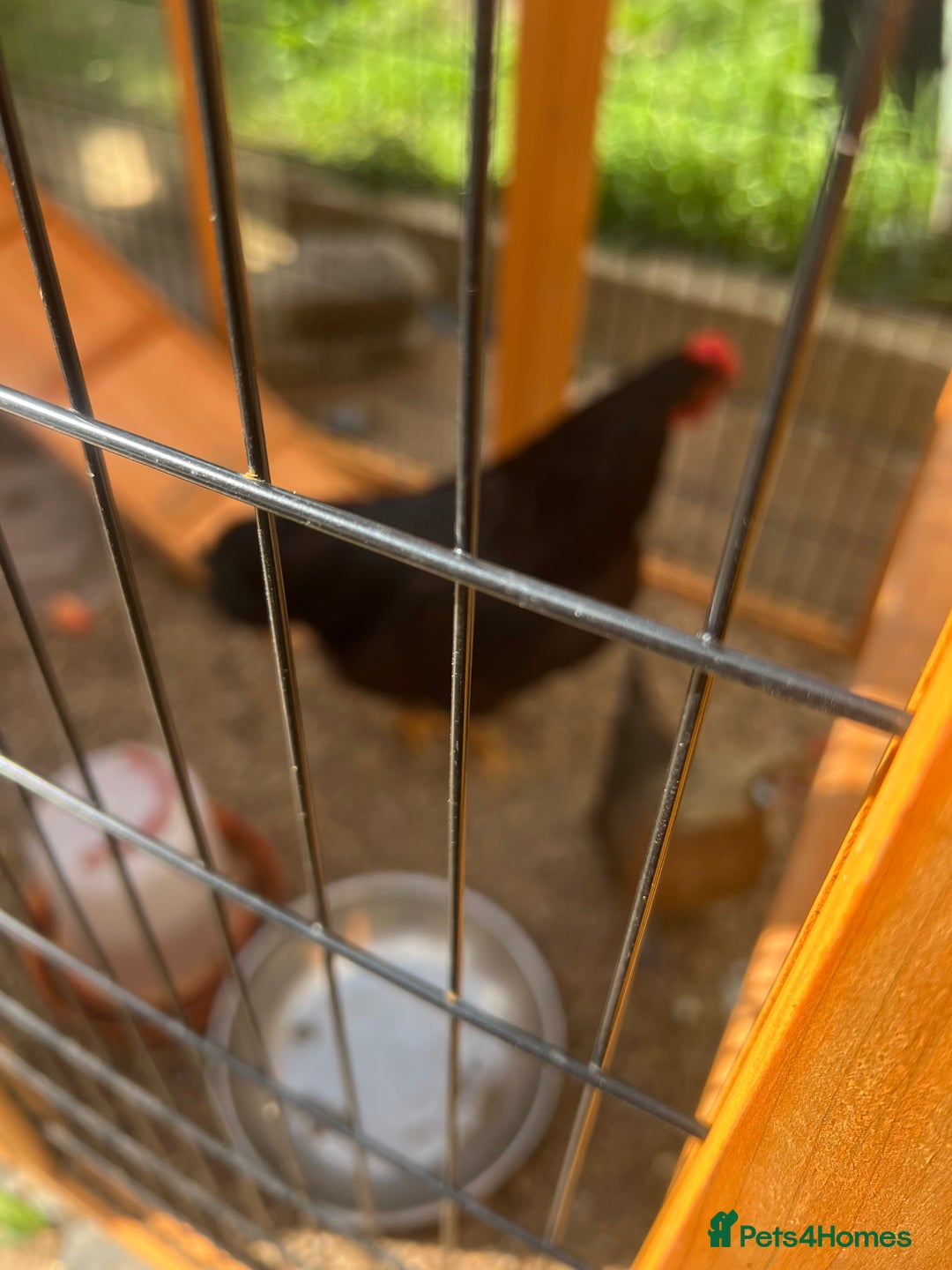 Chickens poultry for sale: 2 Rhode Island’s  - Image 2