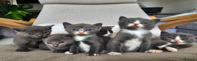 Russian Blue 3