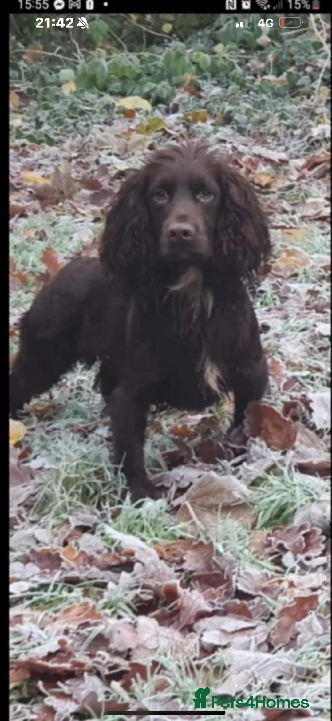 Cocker Spaniel dogs for sale: Working cocker spaniel puppies  - Advert 10