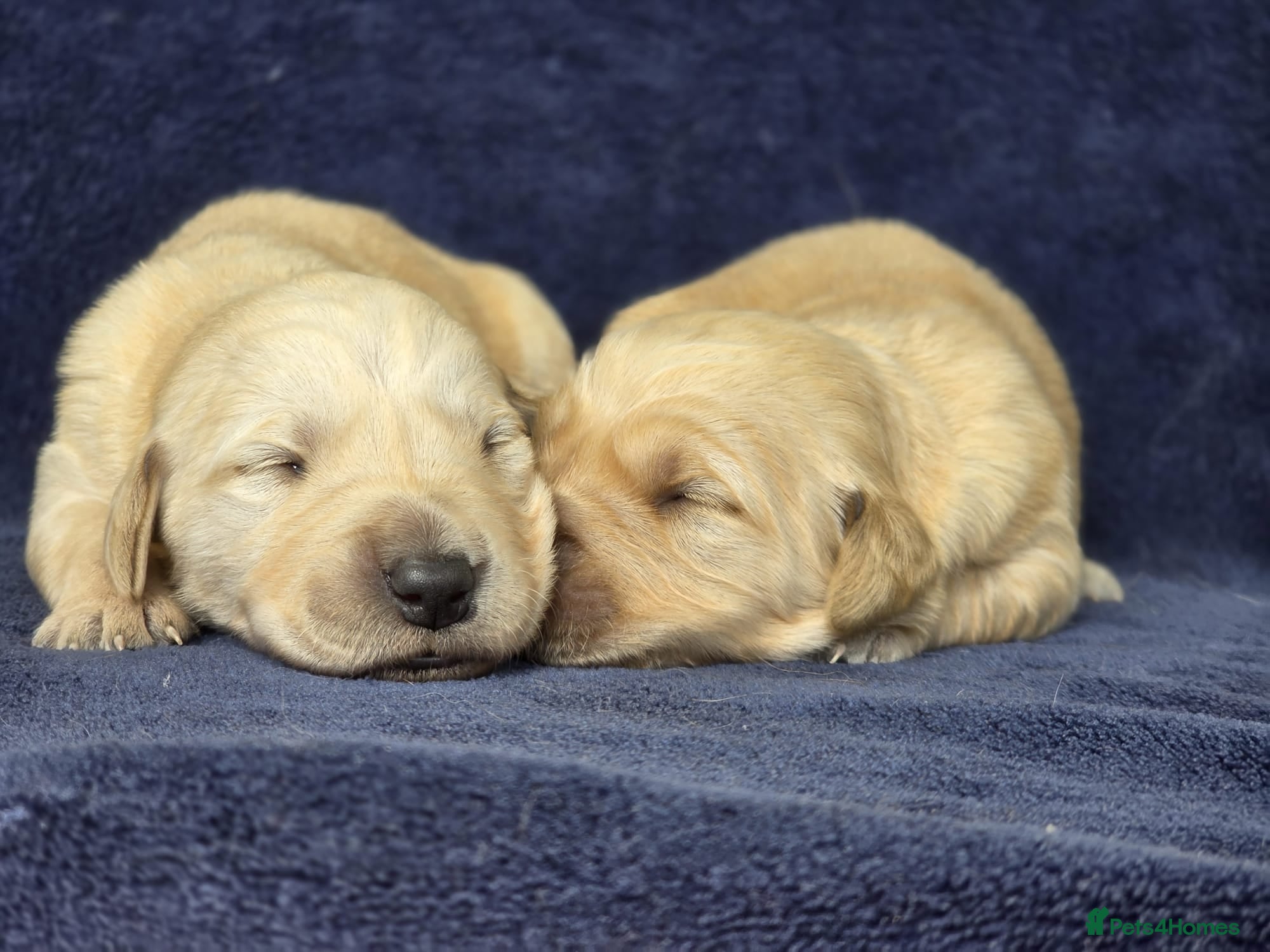 Goldador dogs for sale: 🐶 Adorable puppies ready for their forever homes  - Advert 1
