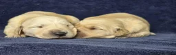 Goldador dogs for sale: 🐶 Adorable puppies ready for their forever homes  - Advert 1