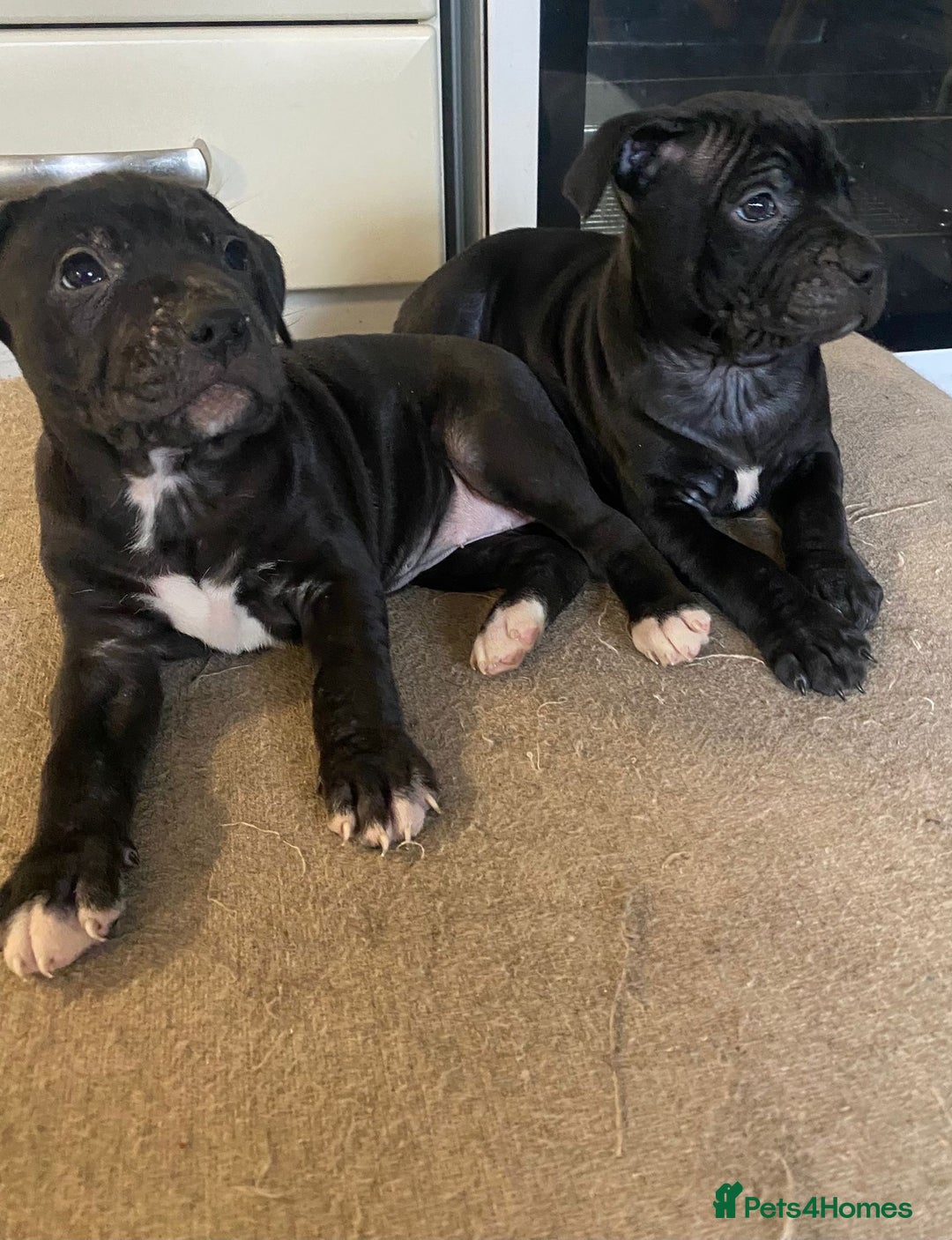 Staffordshire Bull Terrier dogs for sale: 2 staffy puppies  - Advert 4