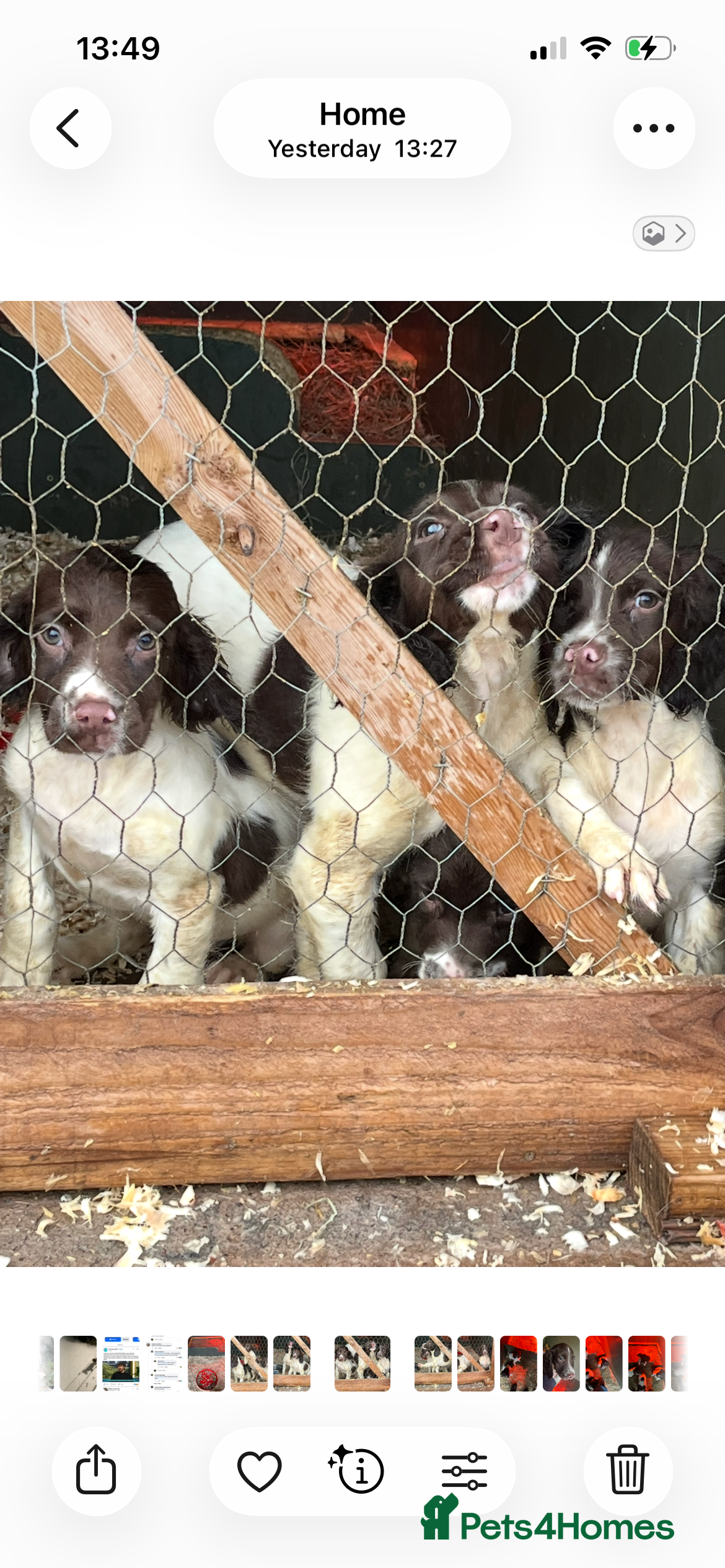 English Springer Spaniel dogs Working KC springer Spaniel Pups  - Advert 8