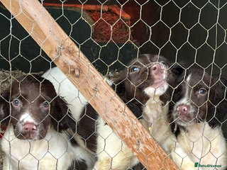 English Springer Spaniel dogs Working KC springer Spaniel Pups - Advert 8