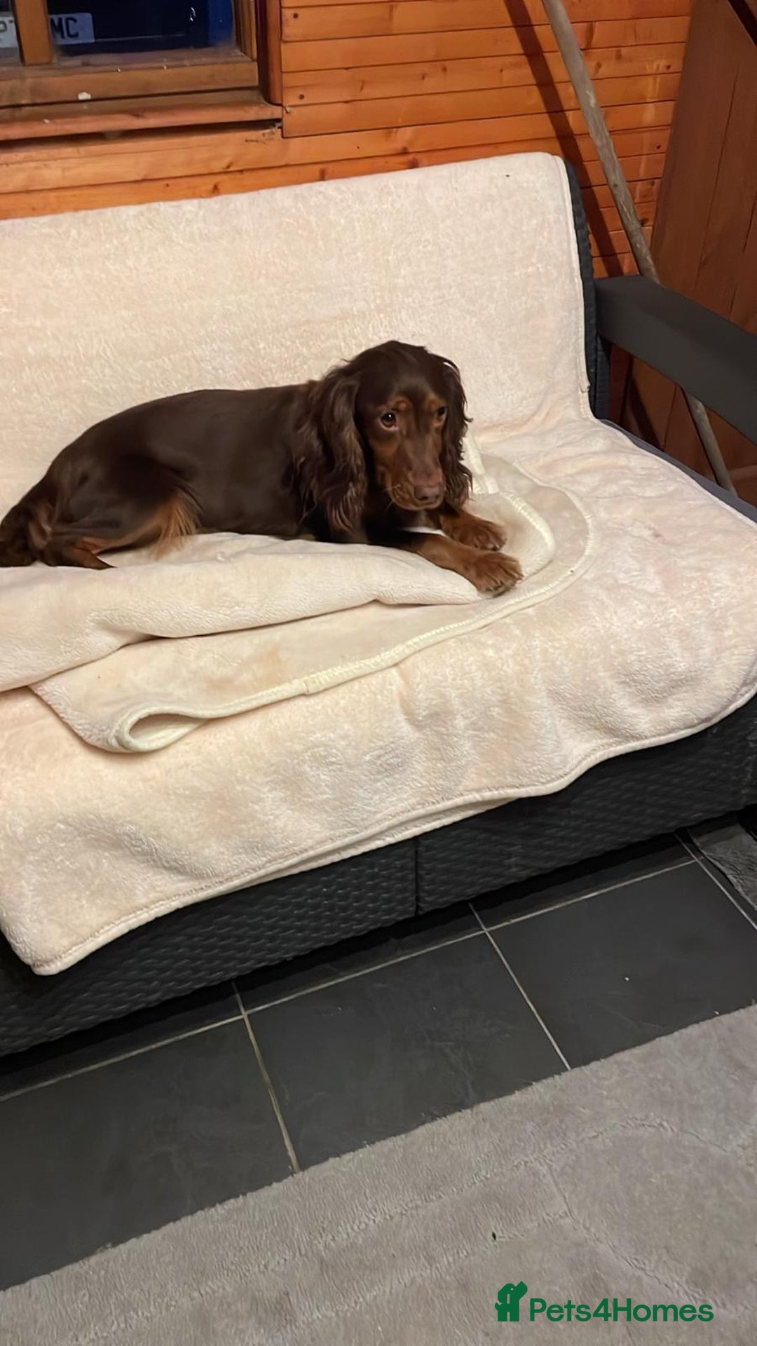 Cocker Spaniel dogs for sale: Cocker spaniel puppies  - Advert 16