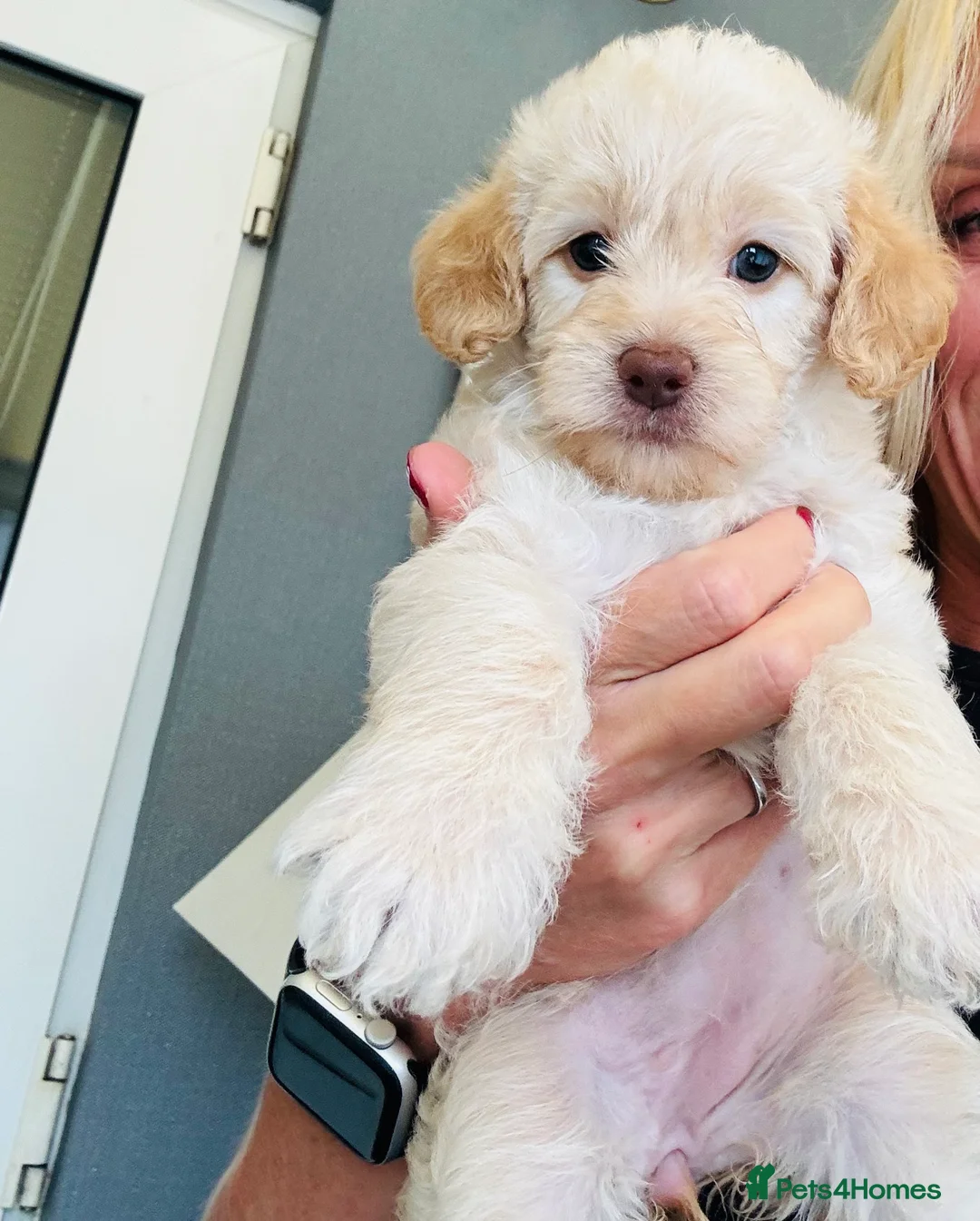 Cockapoo dogs for sale: Beautiful healthy cockapoo - Advert 9