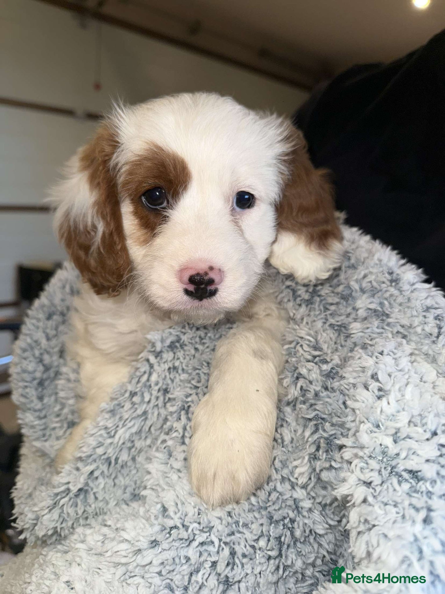 Cavapoo dogs Cavapoo puppies  - Advert 16