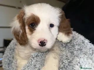 Cavapoo dogs Cavapoo puppies - Advert 16