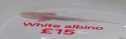 Axolotl reptiles for sale: Axololt Babies - Advert 5
