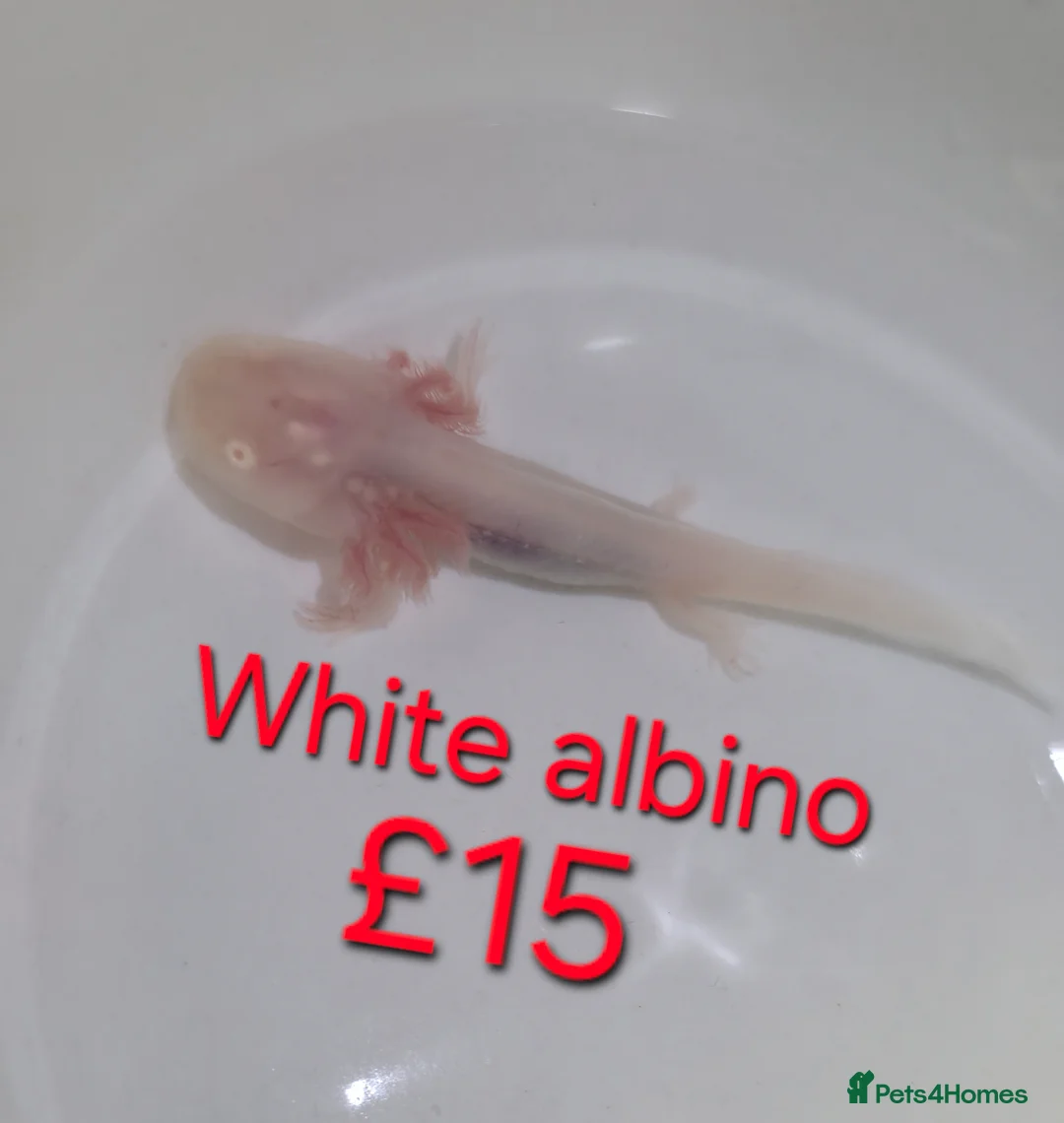 Axolotl reptiles for sale: Axololt Babies - Advert 5