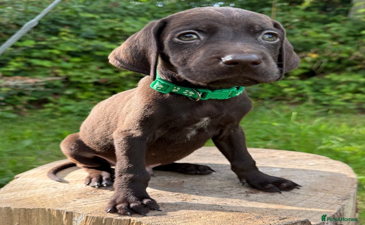 German Shorthaired Pointer dogs - Advert 7