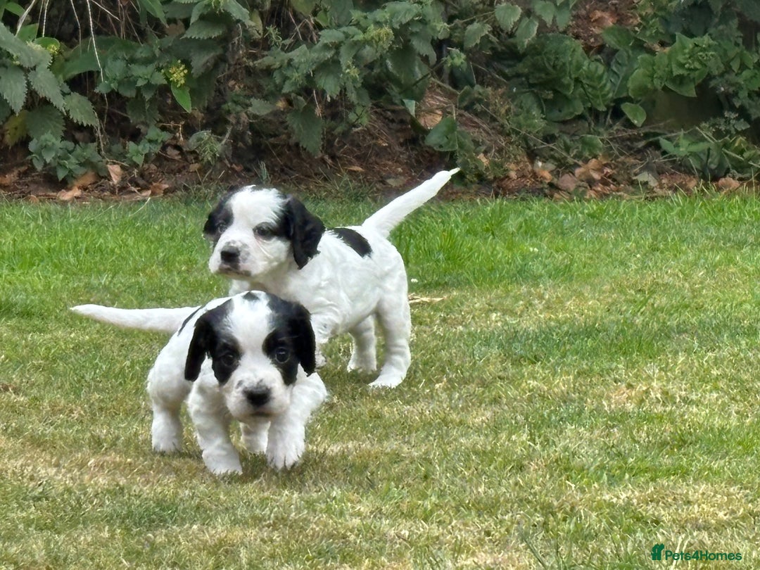 Cocker Spaniel dogs for sale: 1 beautiful boy working cocker spaniels left £650 - Image 34