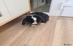 Mini Lop rabbits for sale: Mini lop buck - Advert 2