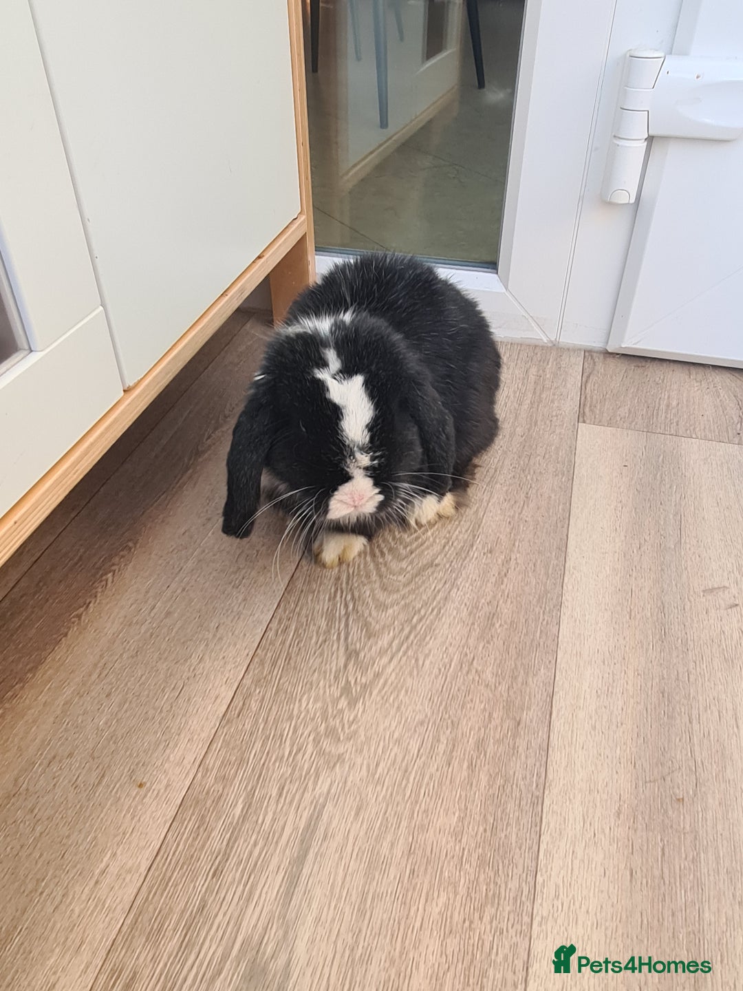 Mini Lop rabbits for sale: Mini lop buck - Advert 2