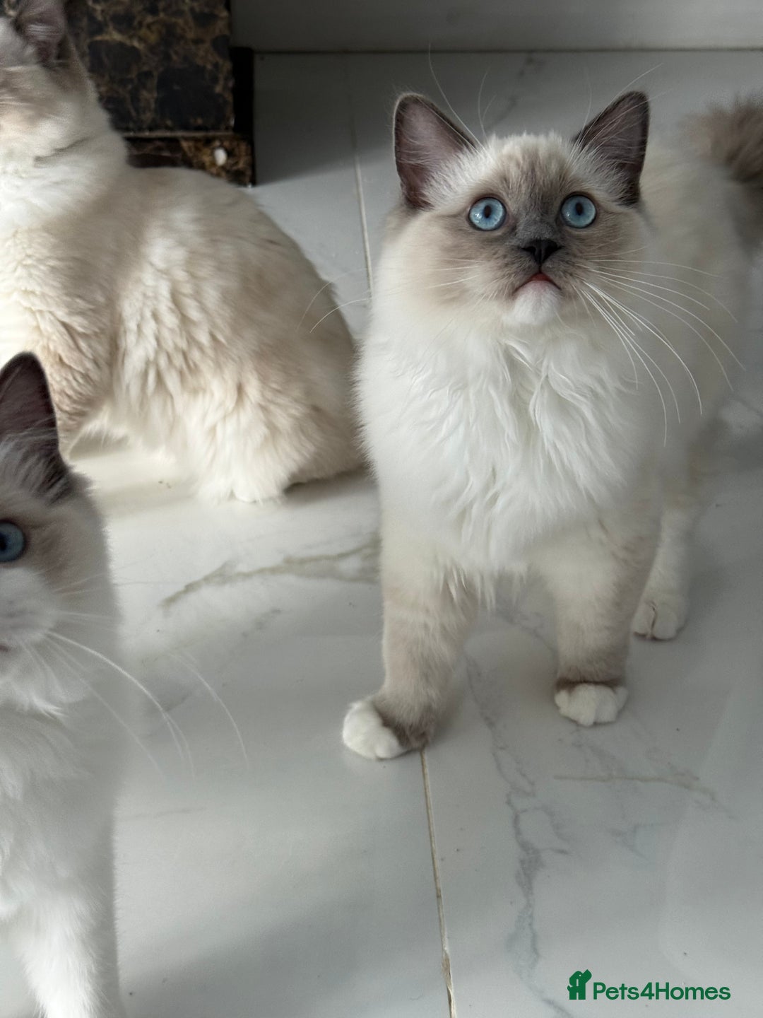 Ragdoll cats for sale: ❤️Ragdoll kittens with 5 gen pedigree❤️ - Image 7