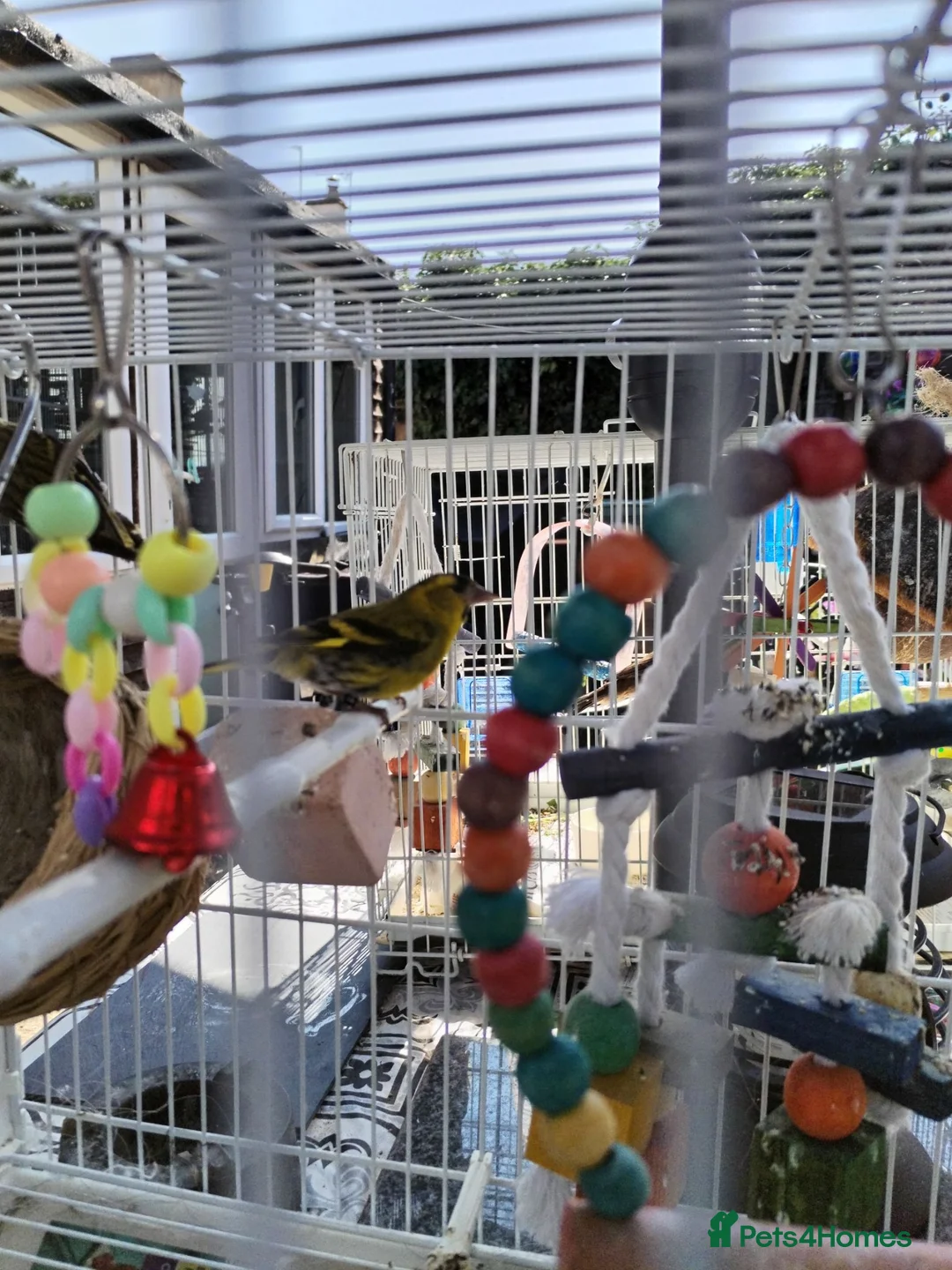 Canaries birds for sale: Beautiful siskins - Advert 1
