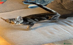 Mixed Breed cats for sale: Tabby kitten - Image 3