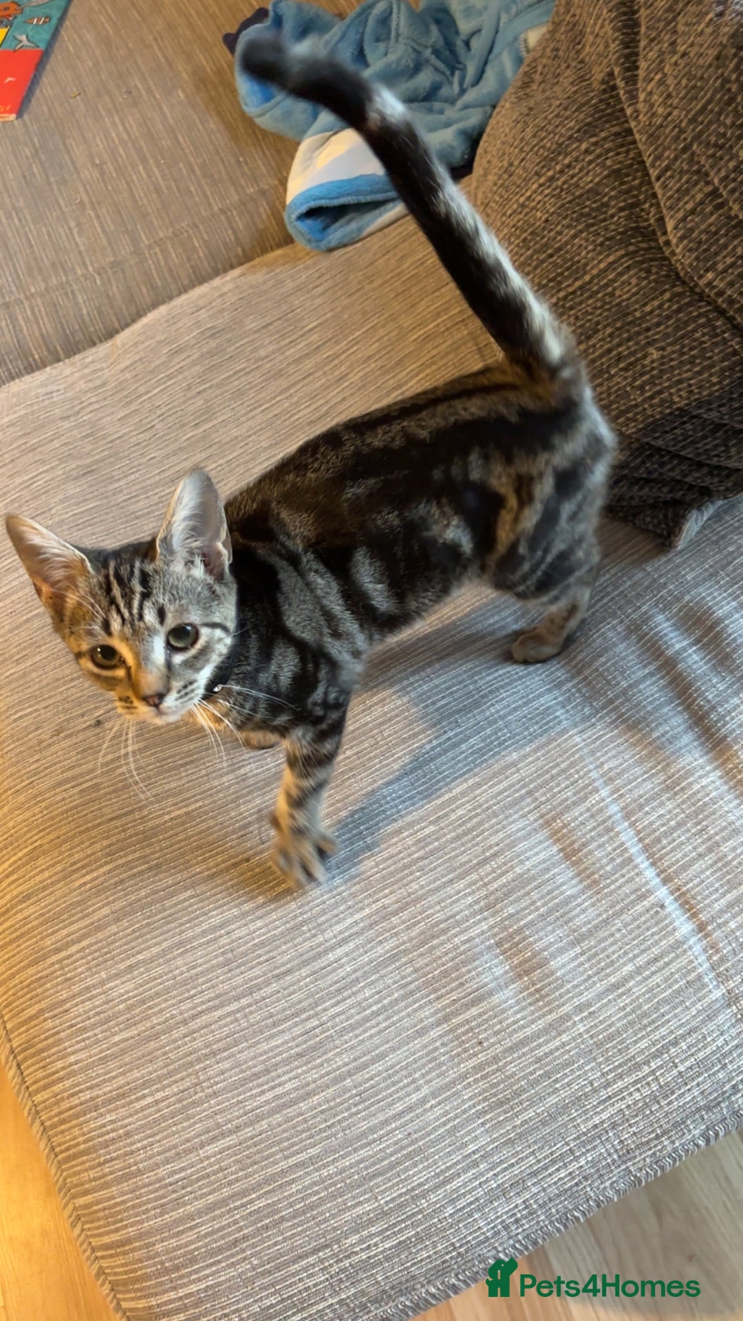 Mixed Breed cats for sale: Tabby kitten - Image 3