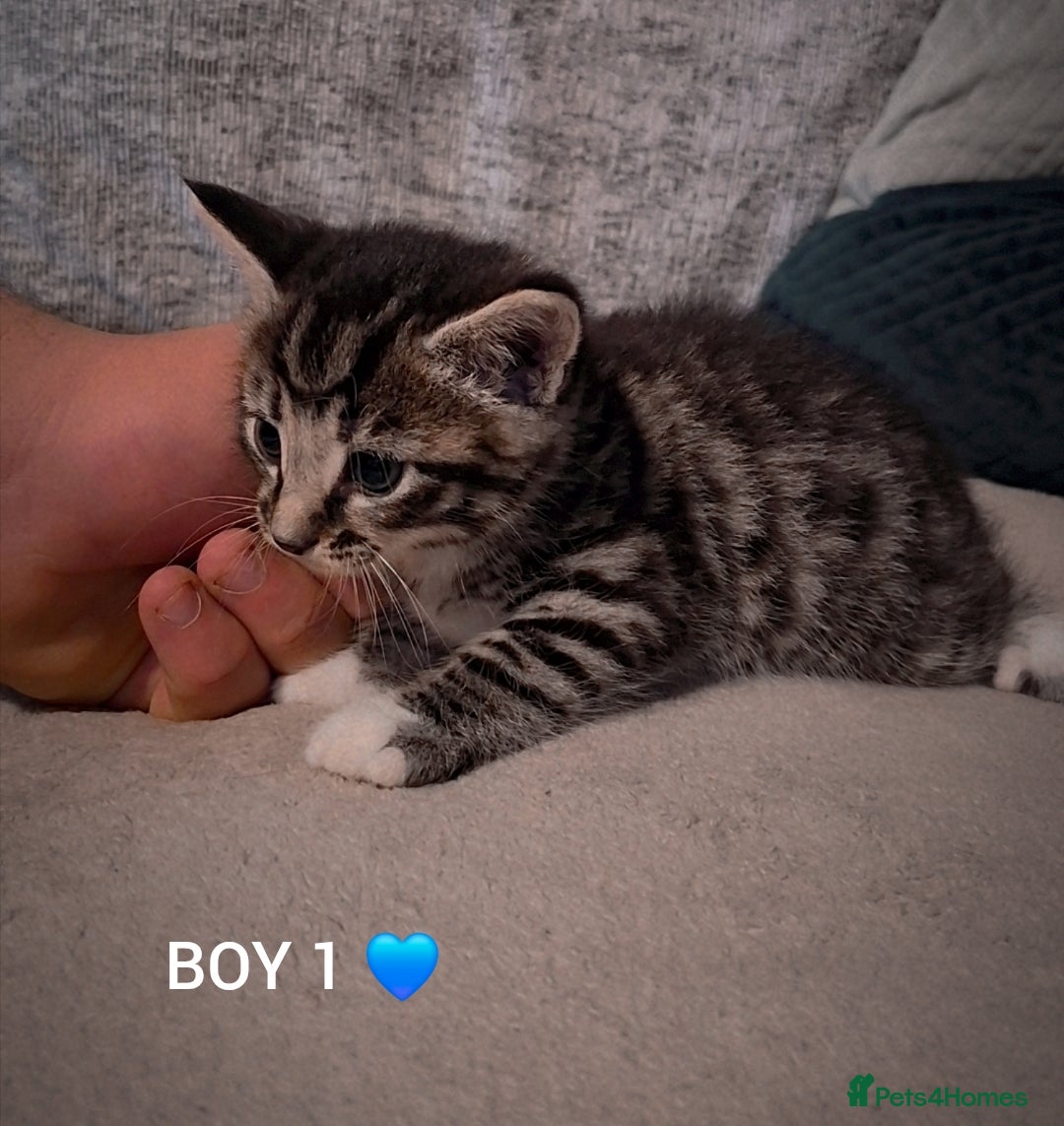 Mixed Breed cats for sale: Beautiful grey and tabby kittens  - Advert 5