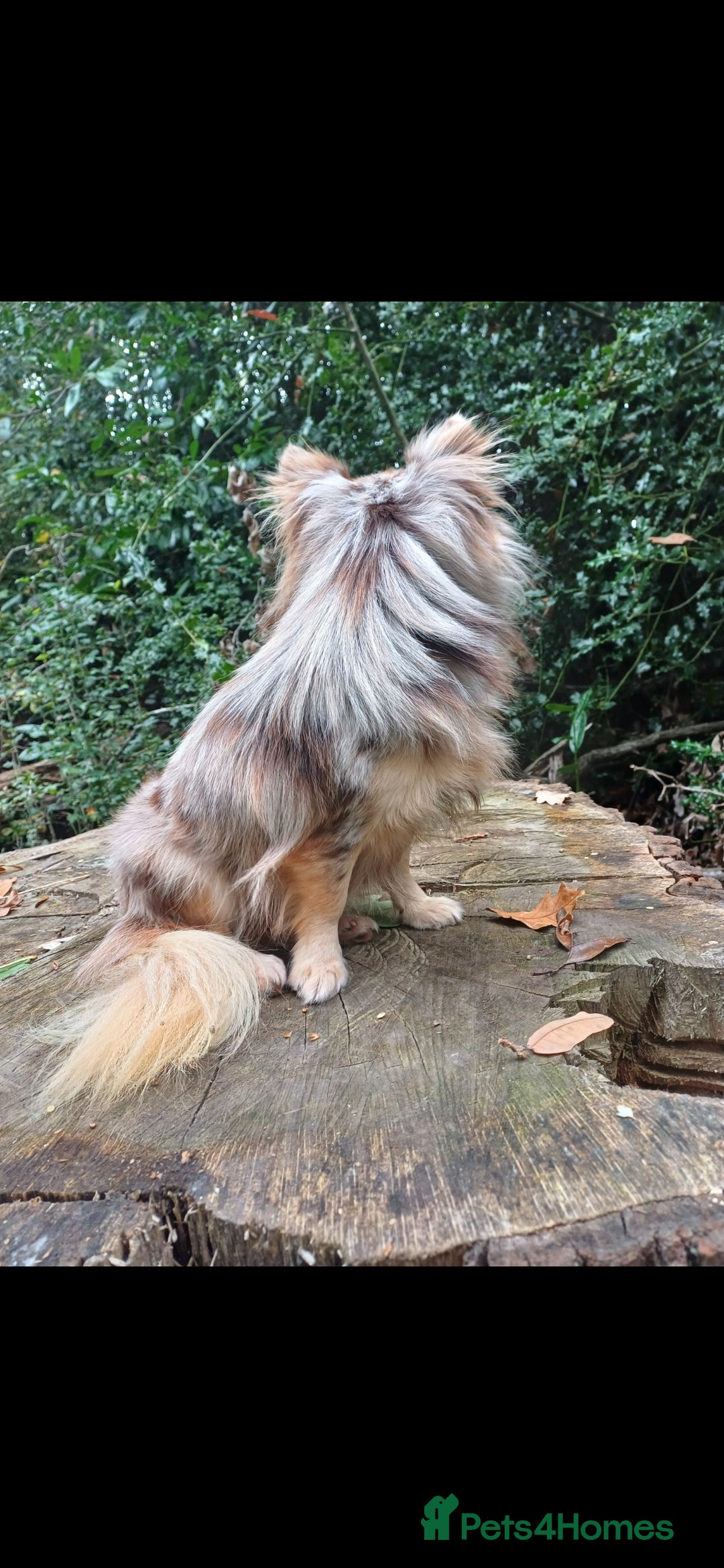 Chihuahua dogs for stud: MARLEY has arrived for stud🏆 k.c merle boy - Image 17