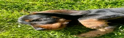Dachshund dogs for sale: Kc registered Standard wire haired dachshund pups  - Advert 7