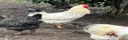 Chickens poultry for sale: Cockerel Light Sussex Wellsummer Lavender Araucana - Advert 4