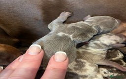 Miniature Dachshund dogs for sale: Isabella dapple KC stunning healthy dachshund  - Image 7