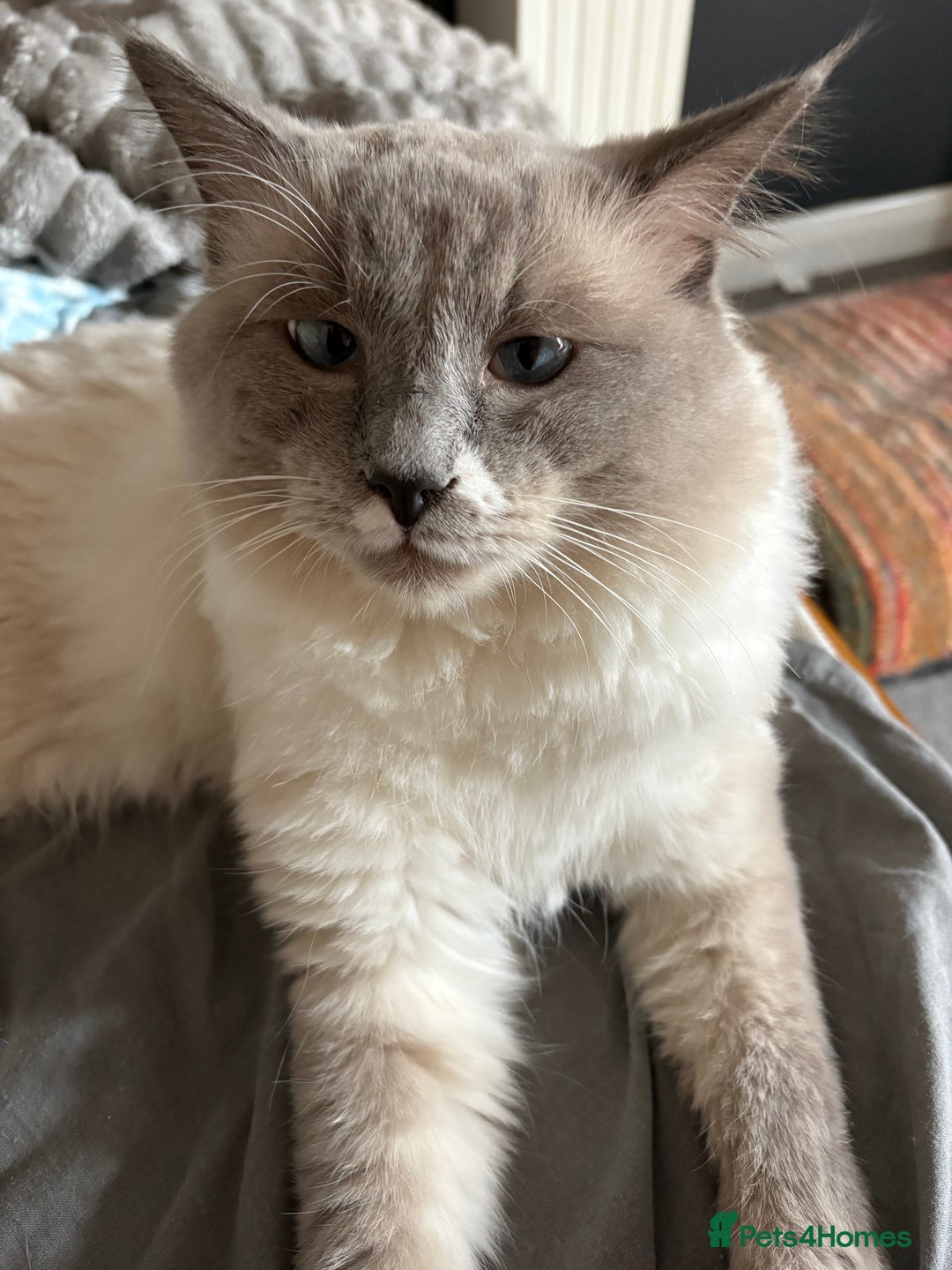 Ragdoll cats for stud: Beautiful Ragdolls ready for a date - Image 9