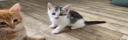 Mixed Breed cats for sale: Maine coon kittens available - Advert 1